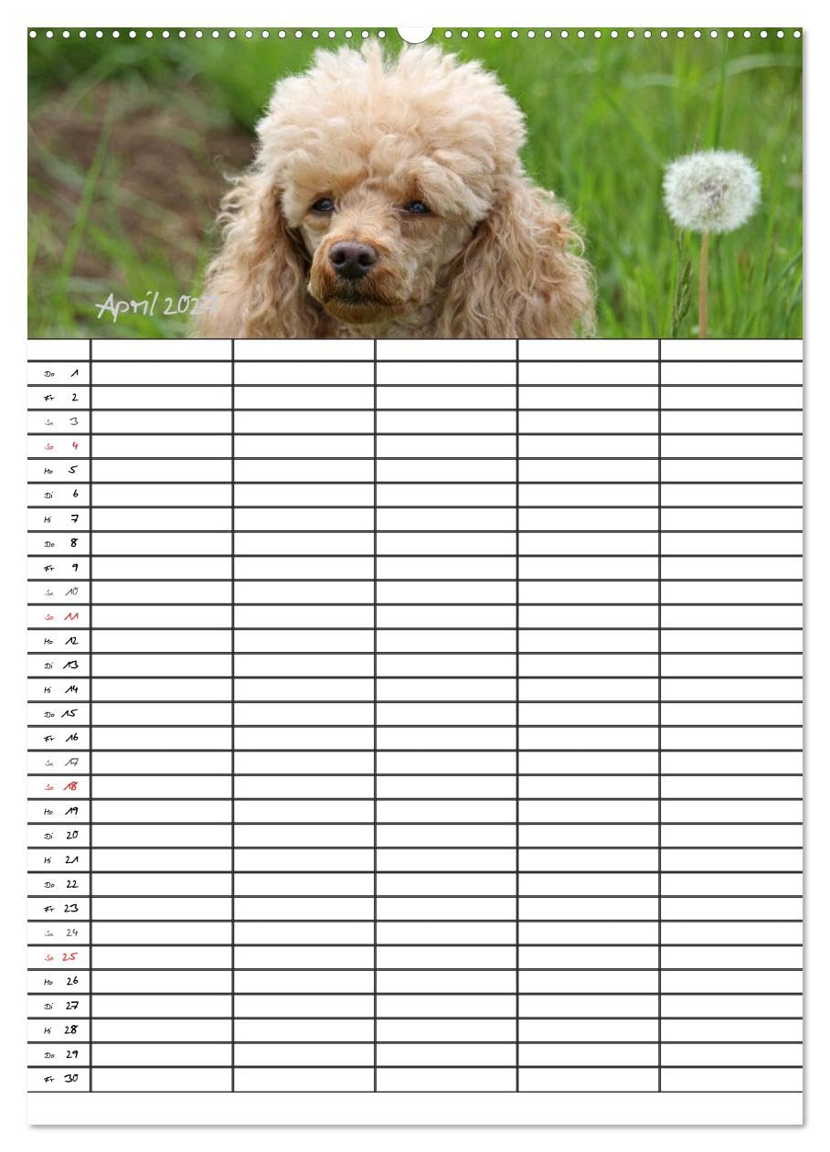 CALVENDO - Der Pudel-Familienplaner (Wandkalender 2027 DIN A2 hoch), Monatskalender: Der Pudel-Kalender für die ganze Familie