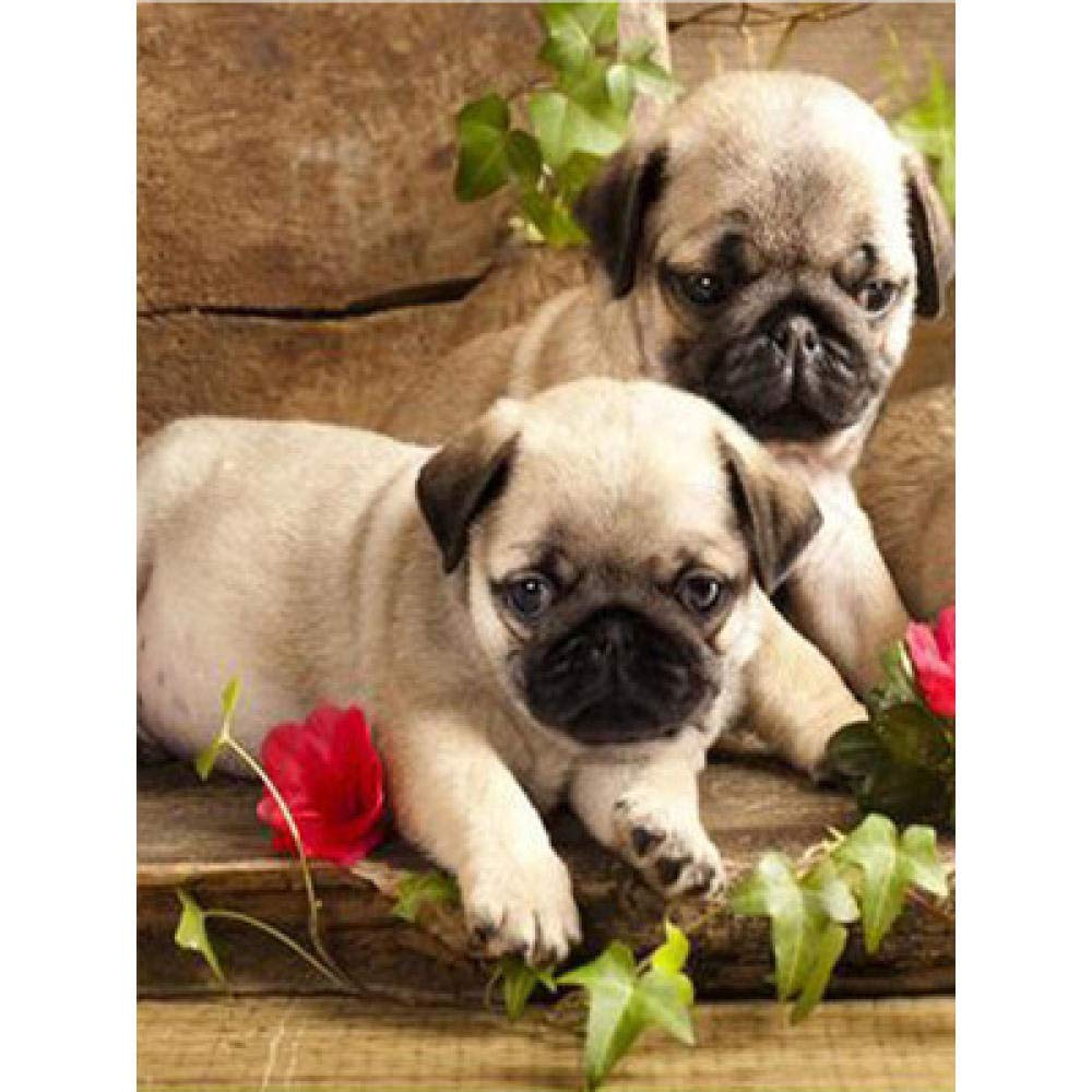 Kit Broderie Diamant 5D Bouledogue Mignon Mosaïque Carrée 50x60 cm