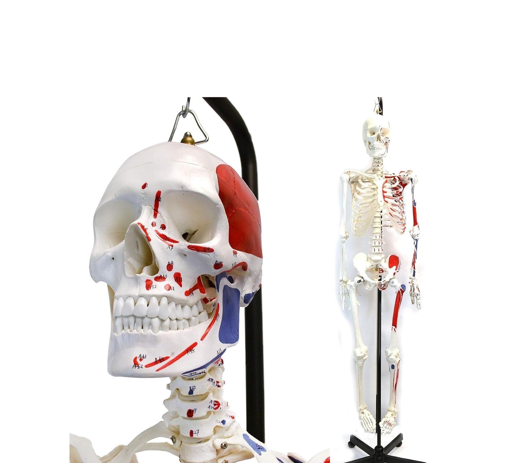 Anatomiczny model szkieletu naturalnej wielkości 180 cm z malowanymi detalami i stojakiem do zawieszania 1 szt