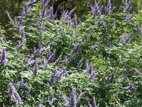 Miniatura 6 de 25 CHASTE BERRY TRE Vitex Agnus Castus Monk's Pepper Flower SeedsComb SH