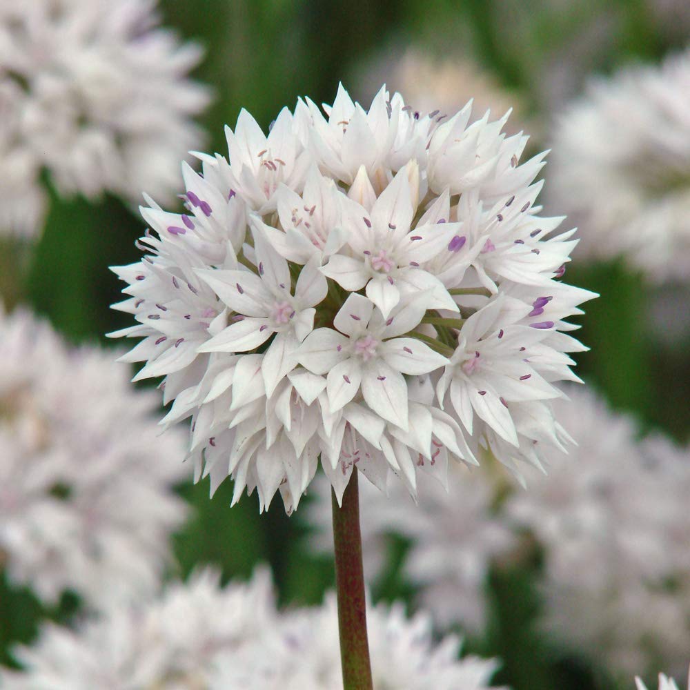 8 White Allium Ornamental Onion Garden Border Flower Plants Hardy Bulbs Ideal for Cut Flower Gardens, Allium Graceful Beauty Bulbs by Thompson and Morgan