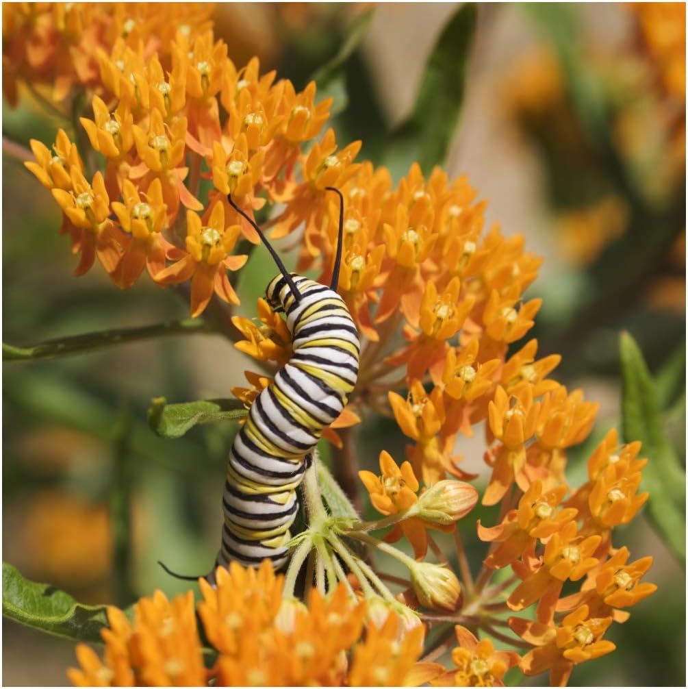 Earthcare Seeds Butterfly Milkweed 50 Certified Pure Live Seed, True Native Seed - (Asclepias tuberosa) Heirloom - Non GMO