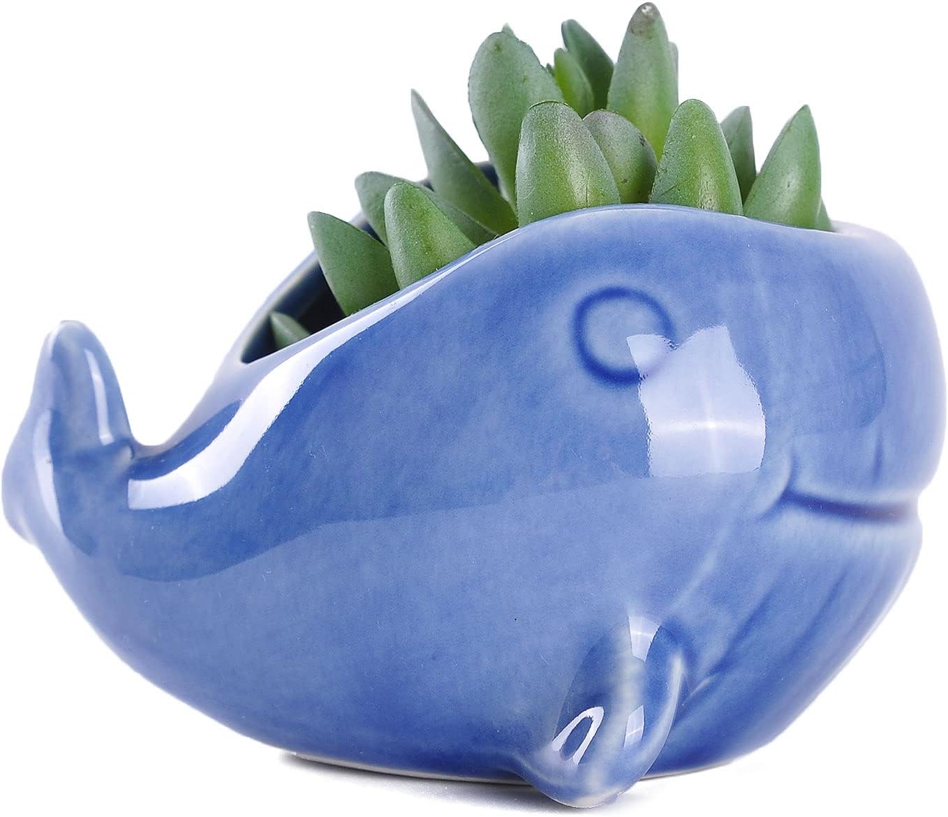 VanEnjoy 5" Ocean Blue Seashell Series Conch Shaped Cactus Planter, Flower Pot, Bonsai Pot (Dark Blue Whale)