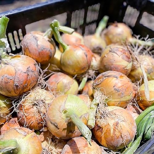 淡路島 南あわじ市産玉ねぎ3kg