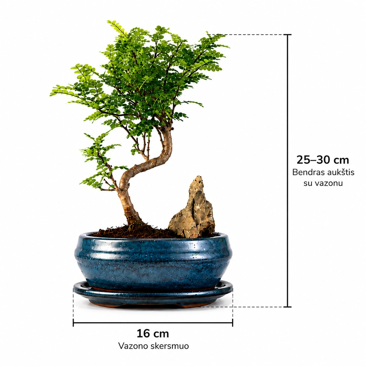 Japanischer Pfeffer Bonsai (Xanthoxylum piperitum) mit Dekorativem Stein – Indoor Bonsai in 15 cm Keramikschale mit Untersetzer – Lebender Bonsaibaum für Zuhause & Büro