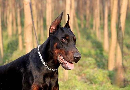 Miniatura 8 de SGODA Collar de estrangulador de entrenamiento para perros