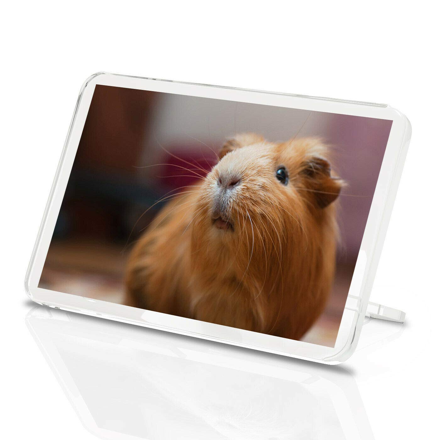 Cute Ginger Guinea Pig Classic Fridge Magnet - Adorable Pet Pigs 8353