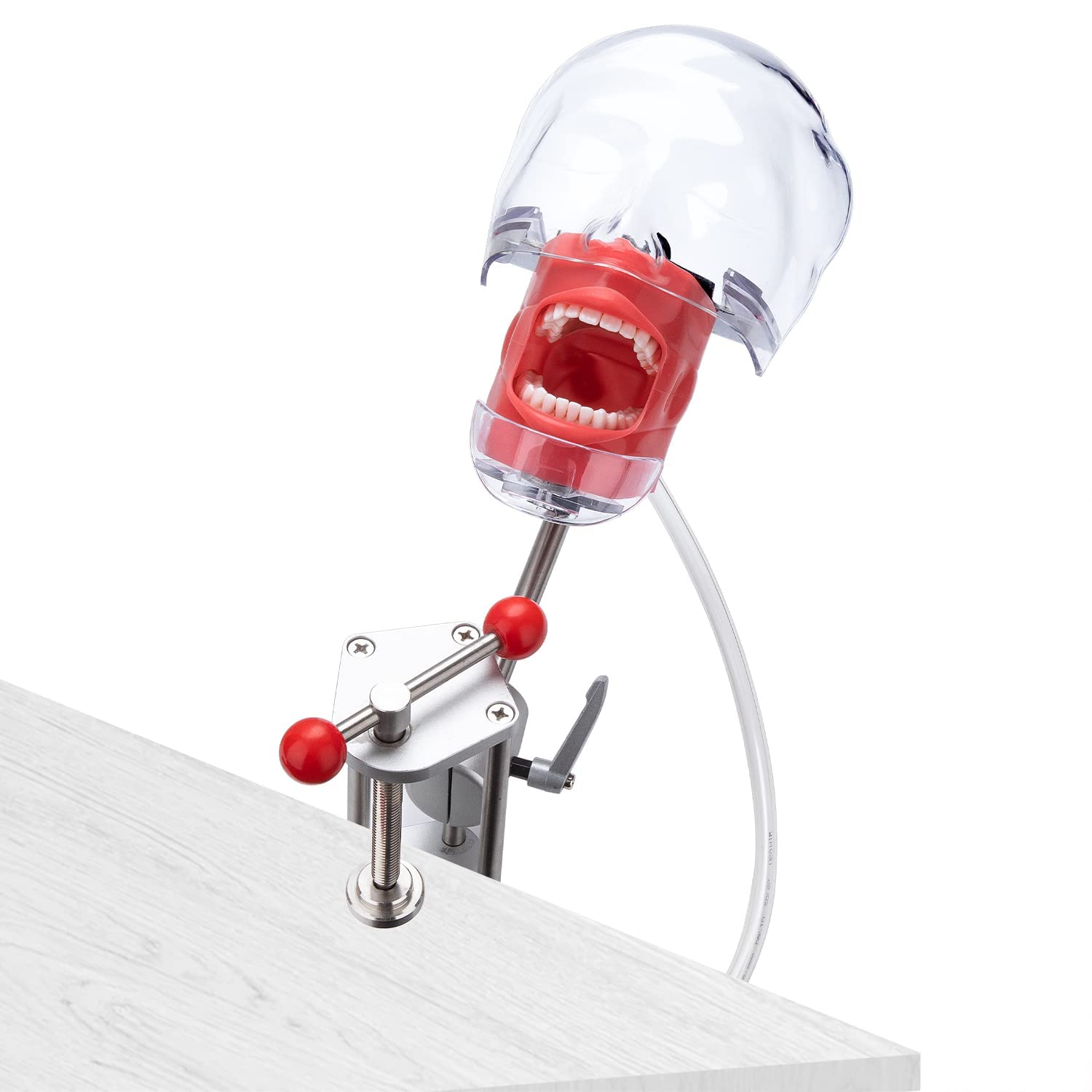 Simulador Dental Cabeza De Maniquí Con Montaje De Banco Fijo En El Escritorio 360 ° Ajustable 1: 1 Emulación Alta Para Práctica Docente Entrenamiento De La Cabeza Fantasma Modelo De Dientes Maniquíes