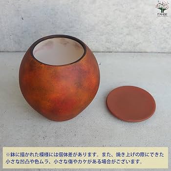 Amazon.co.jp: ITANSE 皿付陶器鉢 彩色焼磁 ダークオレンジ 17cm