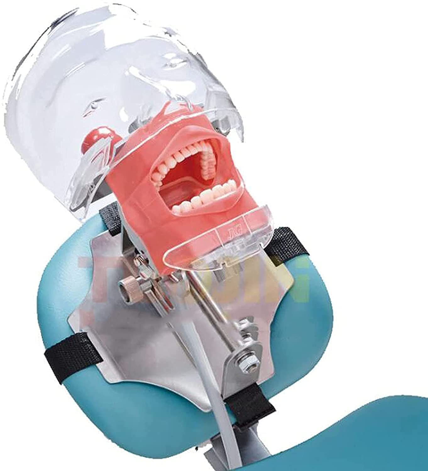 Buy UIGJIOG Dental Model Tooth Model Dental Simulator Phantom Head