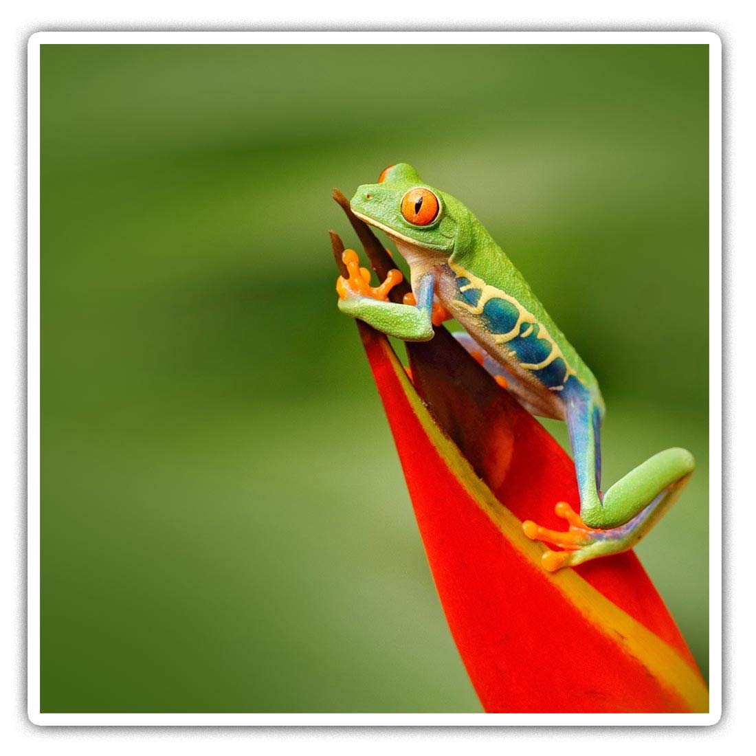Destination Vinyl Ltd Multi 2 X Square 7.5Cm Vinyl Stickers - Red Eyed Tree Frog Jungle 2771