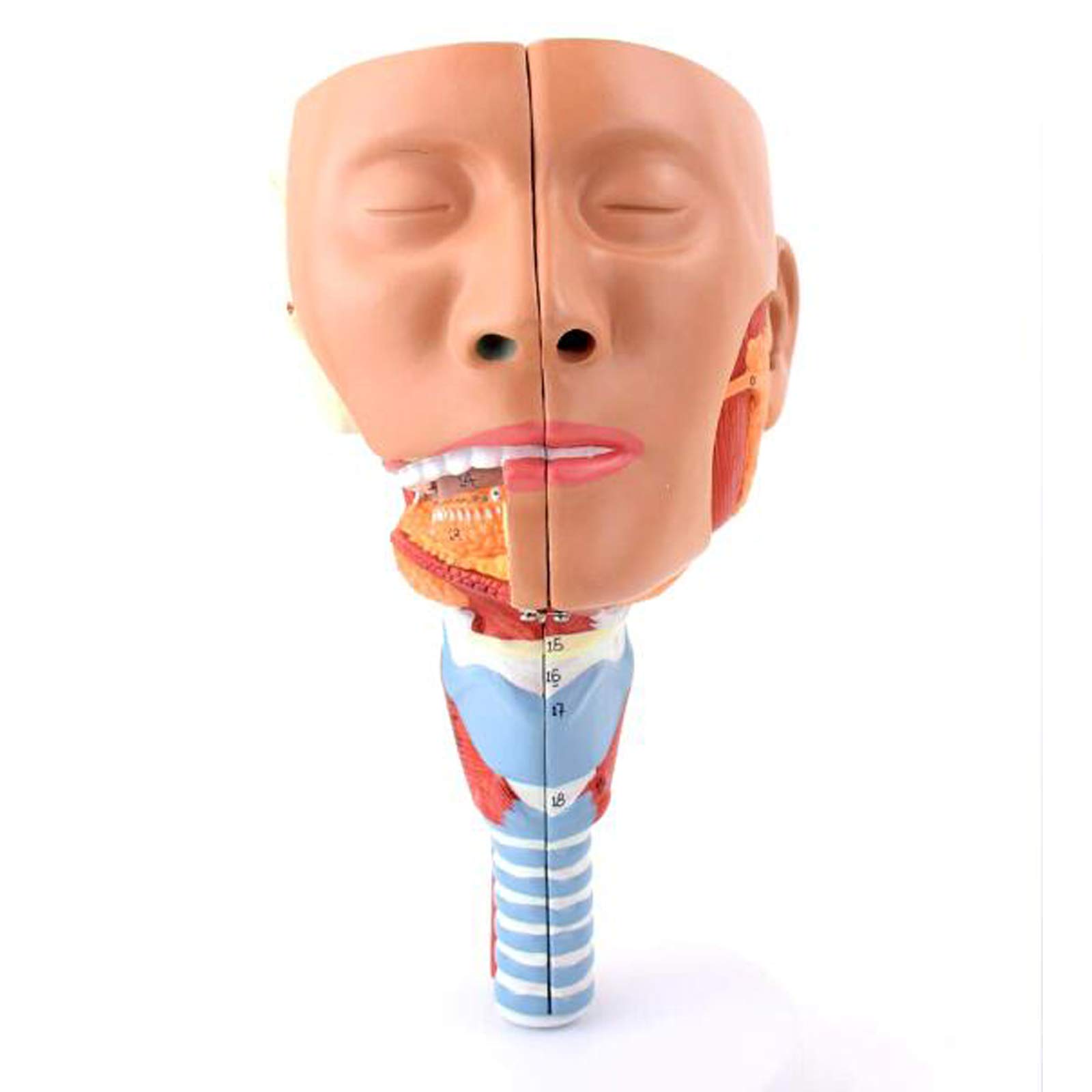 Amazon.co.jp: 咽頭筋、喉、口、鼻、舌の筋肉解剖モデル医療器官ヘッド Amazon.co.jp: 咽頭筋、喉、口、鼻、舌の筋肉解剖モデル医療器官ヘッド