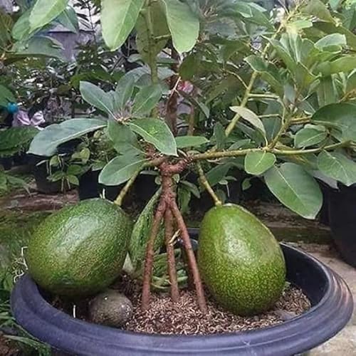 Live Dwarf Avocado Tree 3 Ft Tall, Avocado Fruit-Bearing Tree in 3 Gallon Pot, Container or Garden Growing