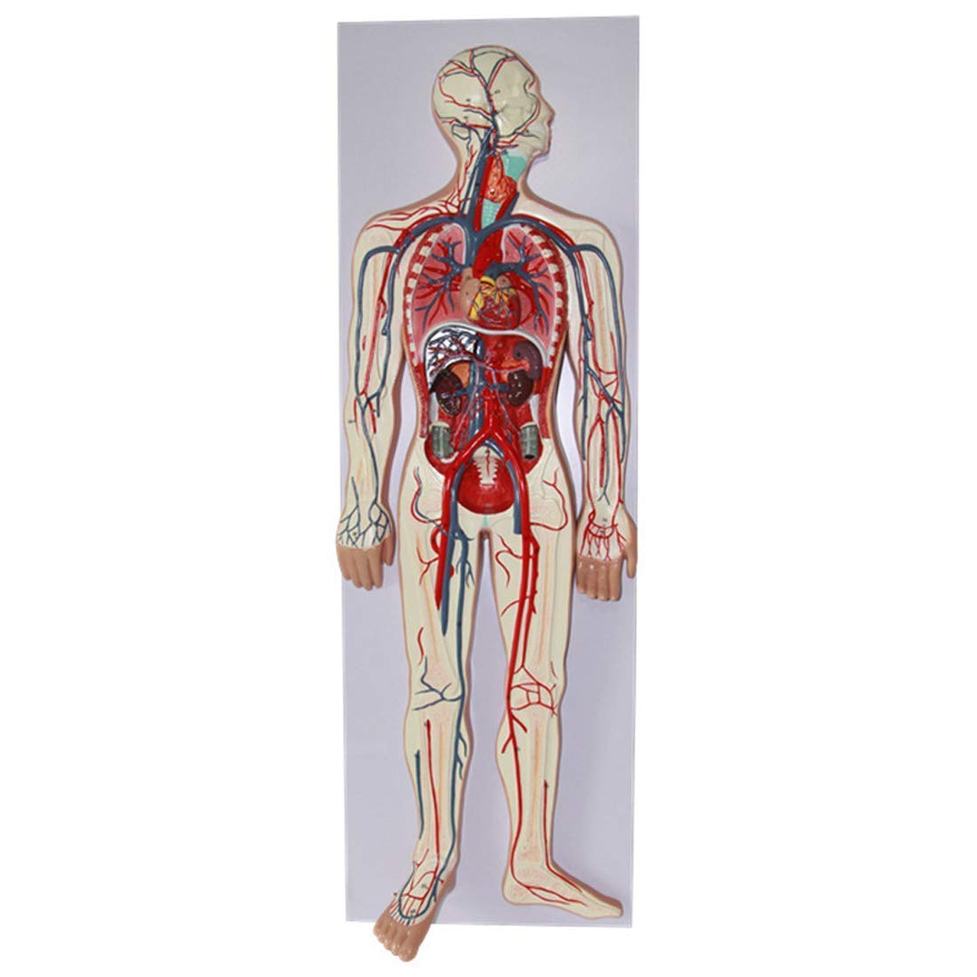 Educational Model Human Blood Circulatory System Model - Arterial And Venous Structures Human Anatomy Science Models