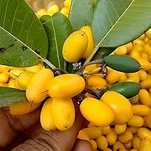 REMASLARIC-Indian Veraity Juicy Khirni Fruit (Manilkara hexandra) Tree Plant || For home Garden Outdoor & Indoor Plant.