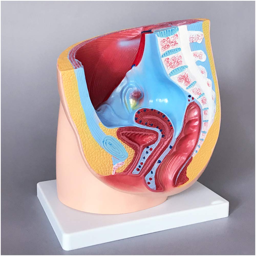 sjdoPulse Female Pelvic Anatomical Model Median Sagittal Section Gynecological Genitourinary System Human Organ Anatomy Model for Medical Educational Training Aid,A