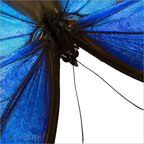 Amazon.co.jp: 蝶の標本 ディディウスモルフォ メタリック調