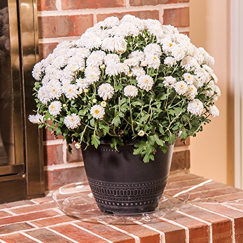 Gardener's Blue Ribbon 16 Inch Saucer Plus SP16