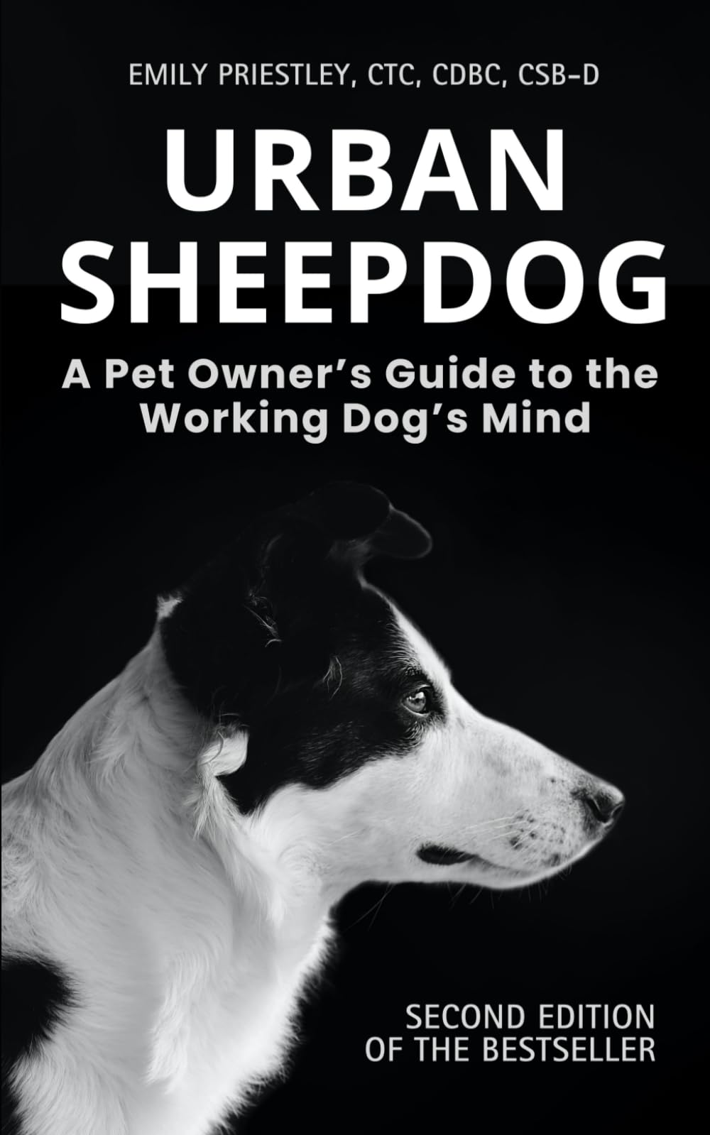 Urban Sheepdog: Understanding Your Herding Breed Dog