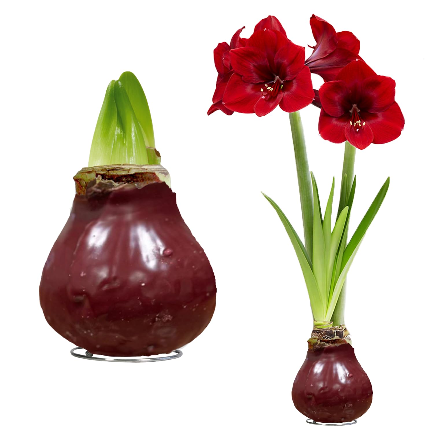 Cera Amaryllis cipolle rosso scuro – Ceramaryllis 28/30 grande formato | 2 pezzi | cerato/cera | senza versare | Esclusive piante da appartamento olandese – Hippeastrum (senza vetro, vaso e
