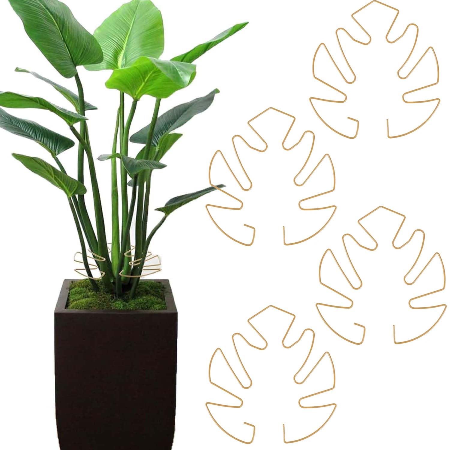 monstera ansprüche Purgrün Monstera-Dünger 1 Liter