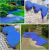 Vivaces et qualité garantie : en tant que plante vivace, elle reste dans le jardin pendant des années et couvre une grande surface avec seulement quelques milliers de graines. Si le paquet est endommagé, la quantité est insuffisante ou que les graines ne germent pas, nous les remplacerons gratuitement – notre support est là pour vous 7 jours par semaine, 24 heures par jour !