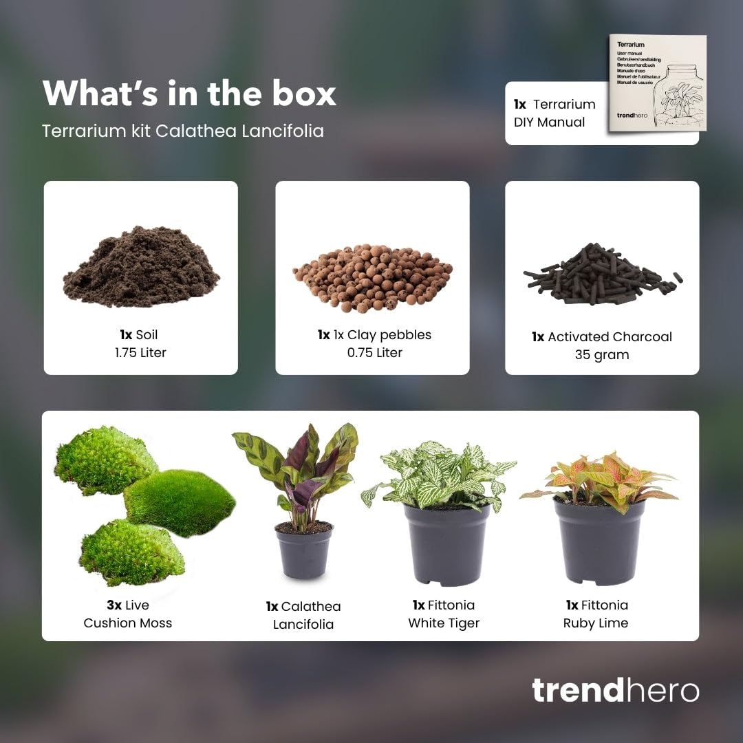 urbanjngl - Calathea Lancifolia Terrarium Start- & Nachfüllpaket – 3 Terrarienpflanzen für DIY-Projekte – Ideal für Pflanzenliebhaber und kreative Gestaltung