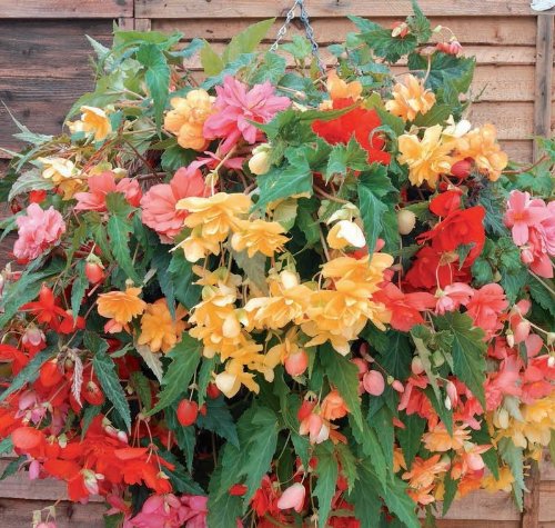 Just Seed - Flower - Begonia - Illumination Mixed F1-10 Pelleted Seed - Pendula Type