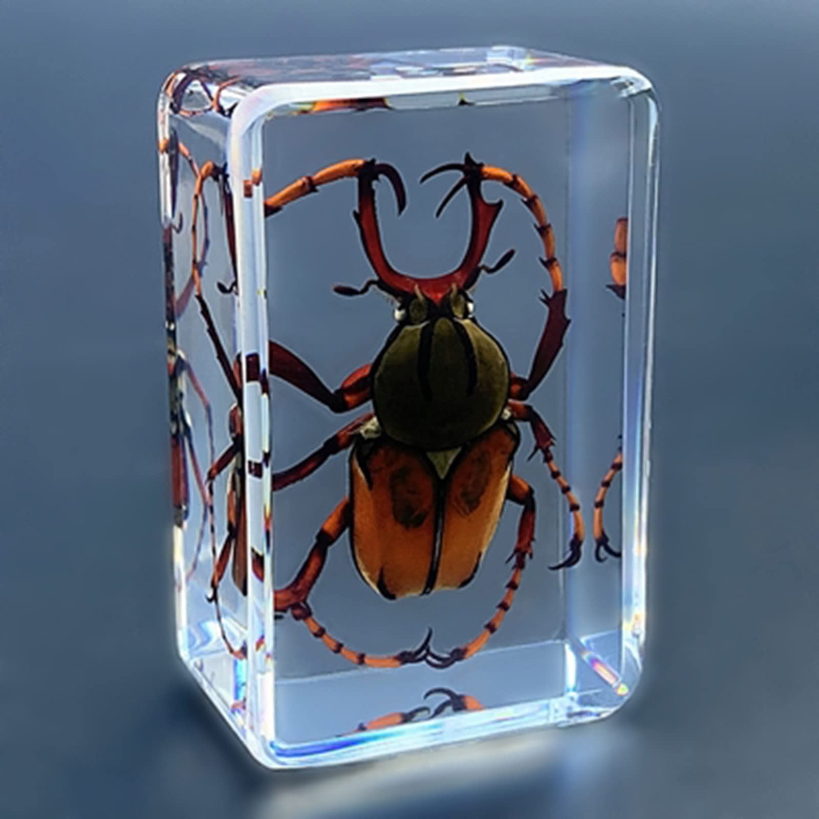 Farfalla Reale In Resina - Blocco Acrilico 12x12cm, Decorazione Entomologica, Regalo Per Collezionisti E Bambini - Foto 4