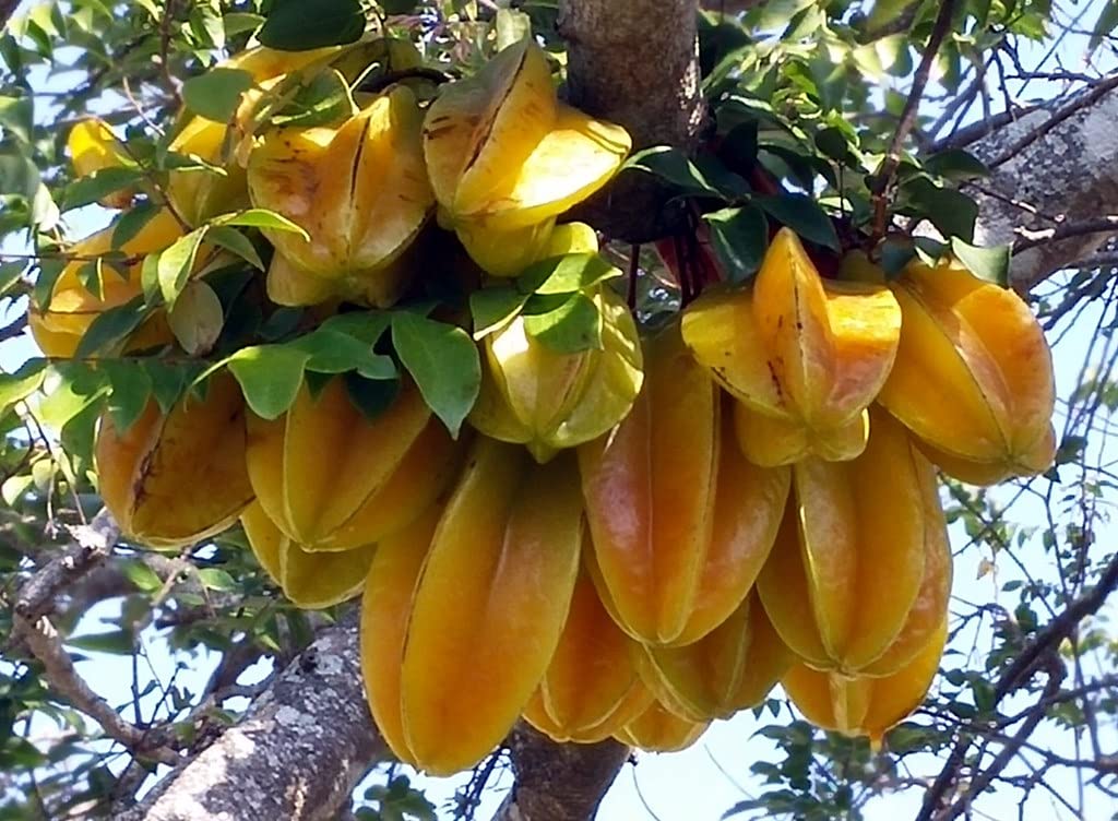 Online plant bazar Star Fruit (Sweet) Live plant