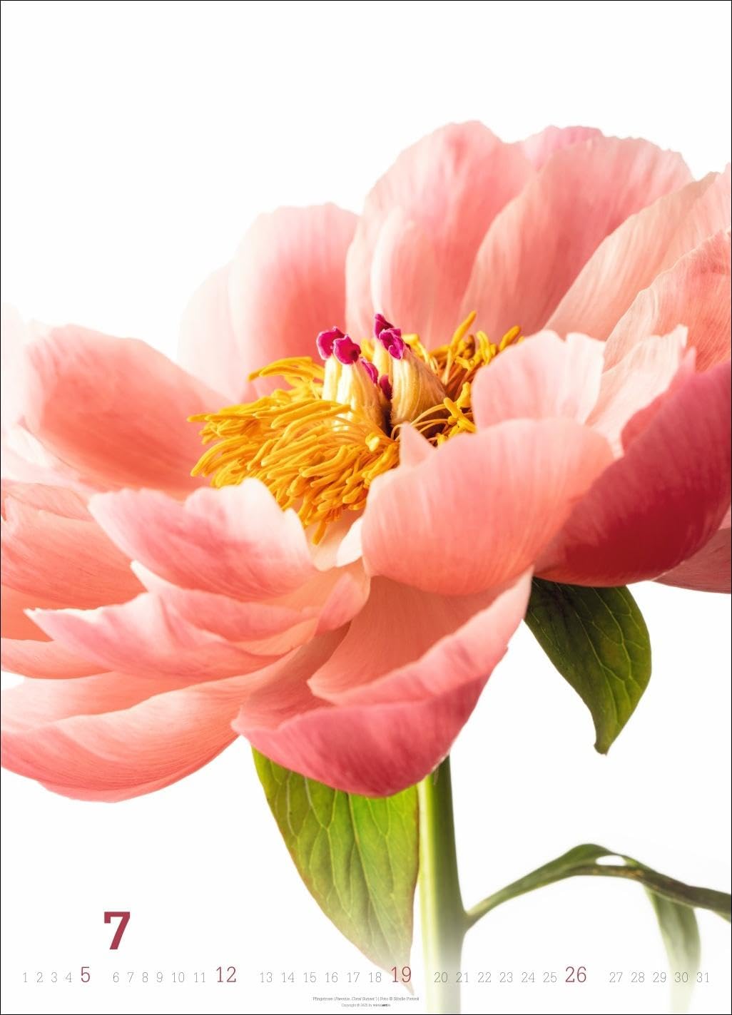 Blütenbilder Kalender 2026: Großer Jahres-Wandkalender mit stilvollen Fotos prachtvoller Blüten. Blumen-Kalender für die Wand. 49 x 68 cm. Hochformat