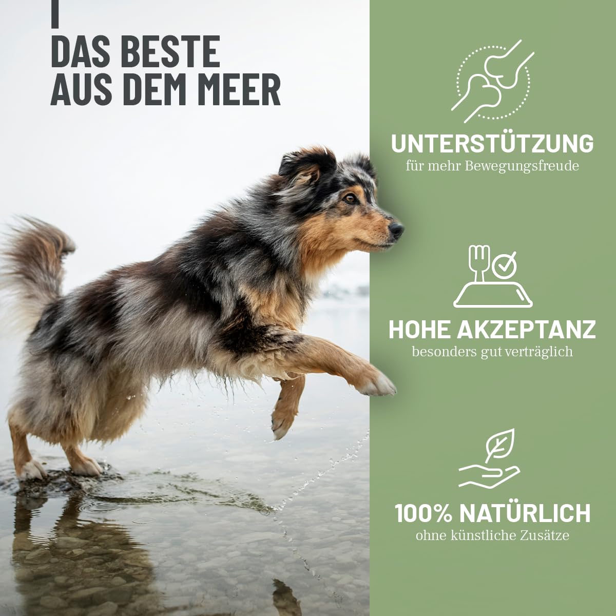 TESTURTEIL SEHR GUT 2026 ReaVET Grünlippmuschel Extrakt Pulver 500g für Hunde I Grünlippmuschelpulver Hund für Katze & Pferde hochdosiert I nach behandelter Arthrose, Arthritis - Barf Futterzusatz