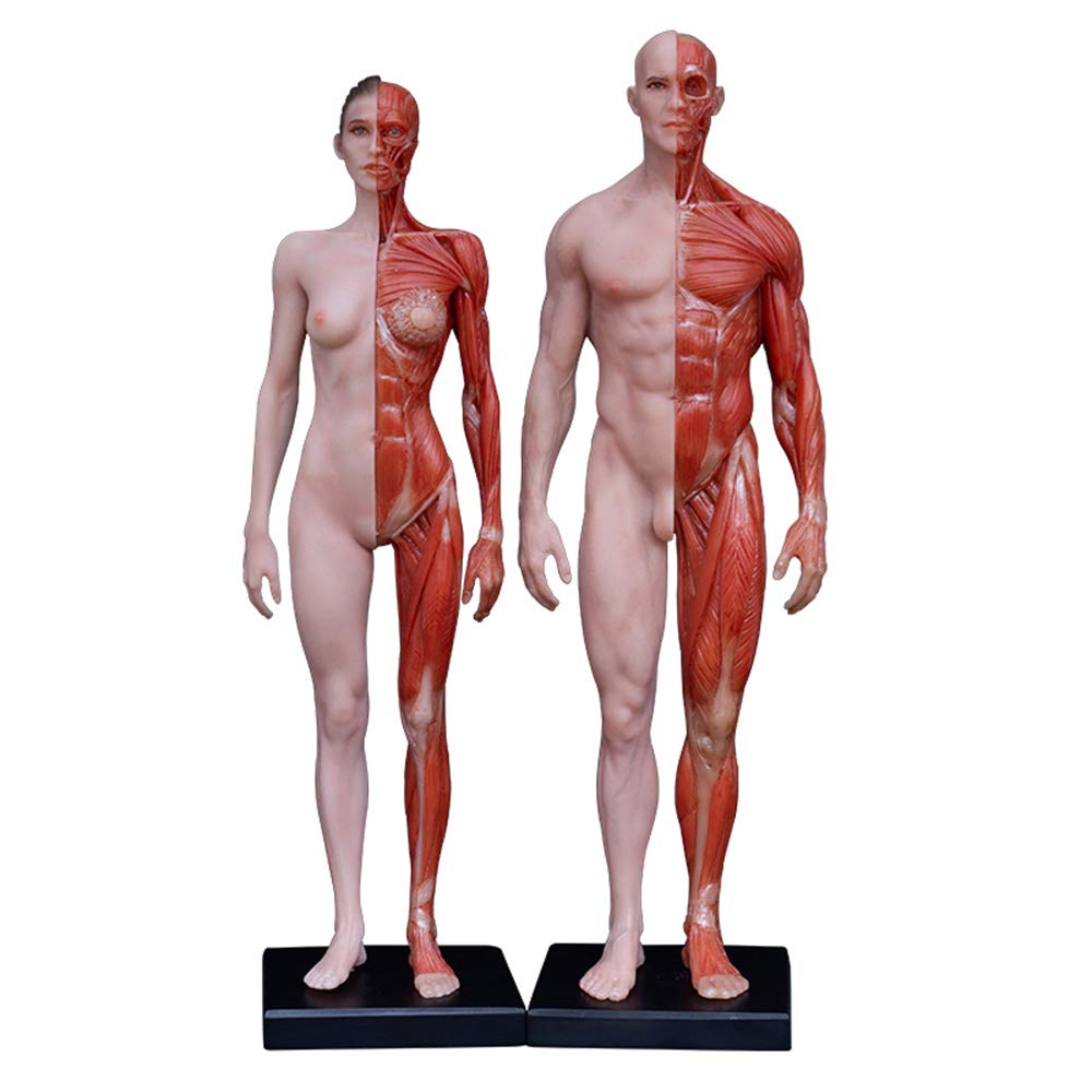 Sjdopulse Women's A & Male Natomy Figure - Human Natomy Figure Model - Human Natomical Muscle Bone Model Pu Mterial - For Medical Rtist Drawing Study (A)