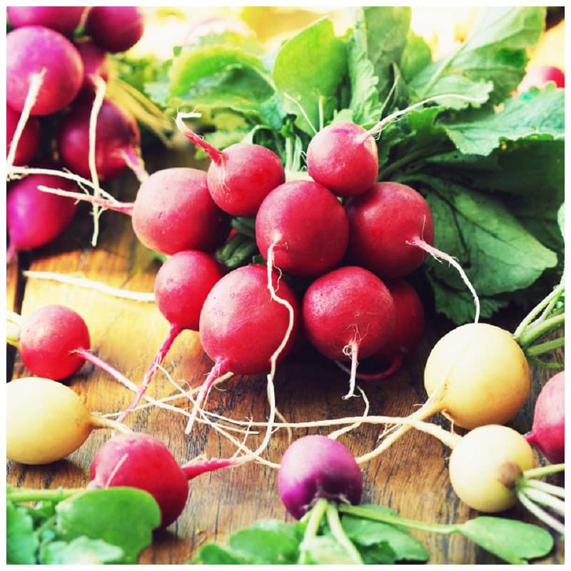 Fresh Cherry Belle Radish (Mulli) Hybrid Variety Seeds (25 Per Packet)-image-48