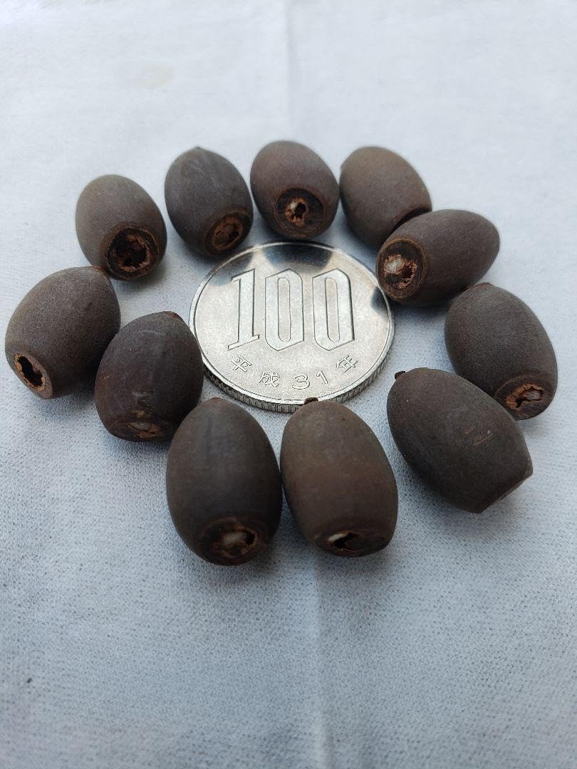 Amazon.co.jp: ハスの種10粒 蓮の種 発芽処理済み : DIY・工具・ガーデン