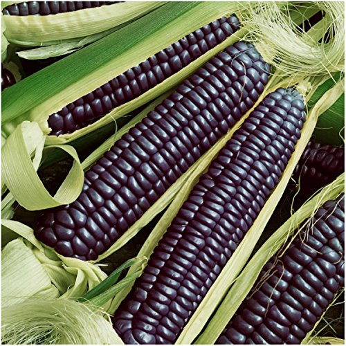 Seed Needs Package of 100 Seeds, Blue Hopi Ornamental Corn (Zea mays) Non-GMO
