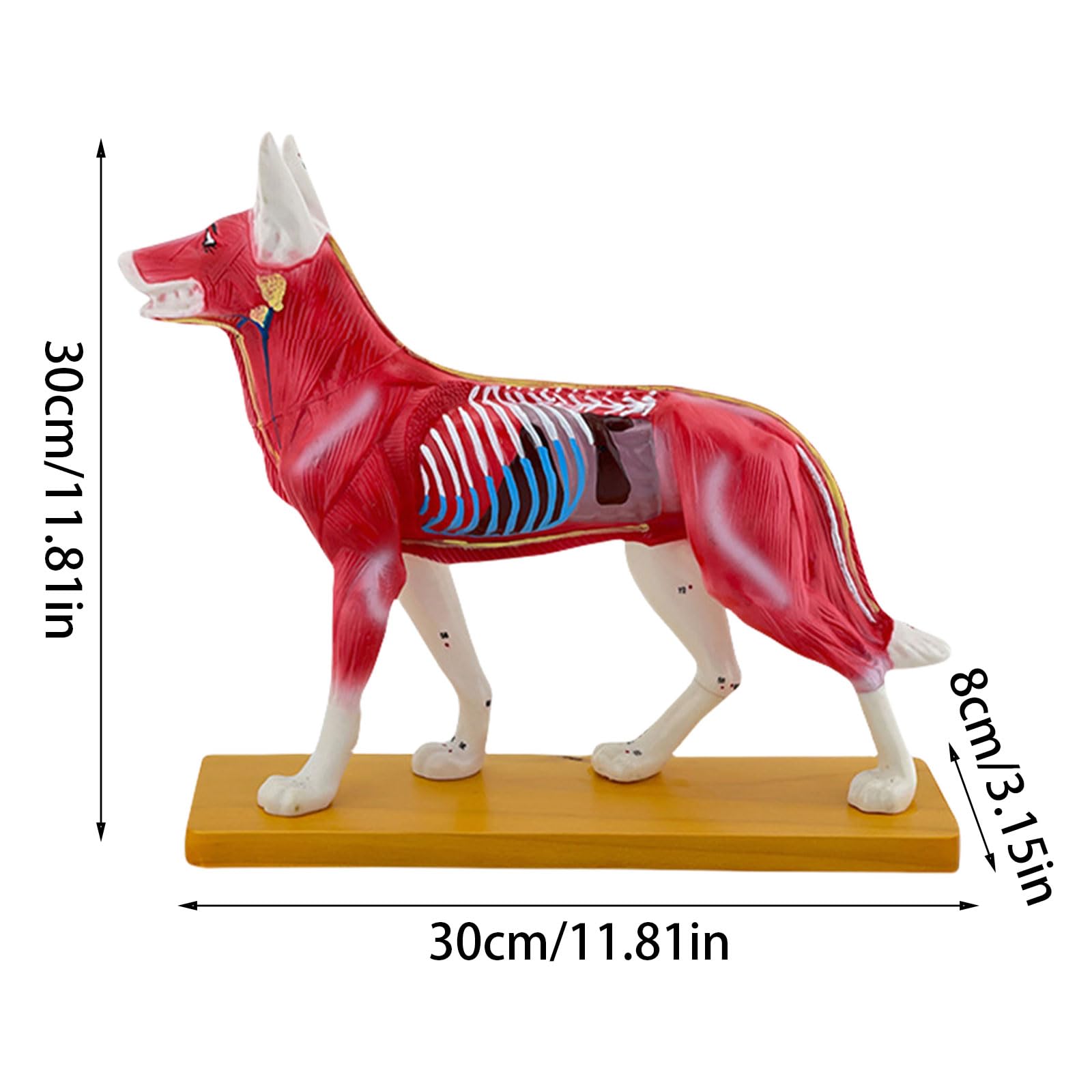 Modello Anatomia Del Cane Cane Modello Canino Agopuntura Aiuto Didattico Cane Modello Agopuntura Materiale Scolastico