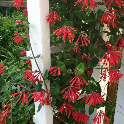 Fragrant Red Coral Honeysuckle Plants Live Vines, Perennial Lonicera Honeysuckle Plants, 5 to 9 Inches Tall - Thumbnail 5