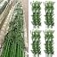 40 Bamboos