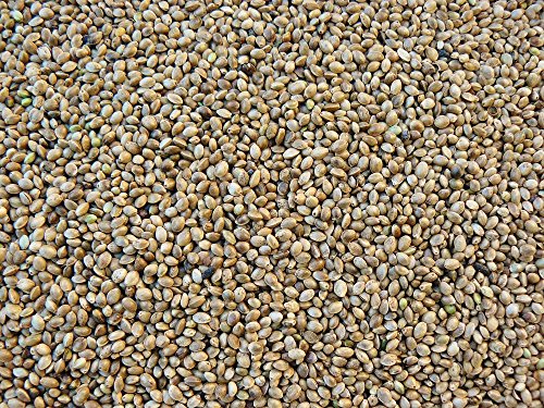 5kg Hanfsamen normal