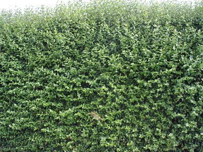 F&G Supplies 10 Green Privet Hedging Ligustrum Plants Hedge 40-60cm,Quick Growing Evergreen, Bare Root