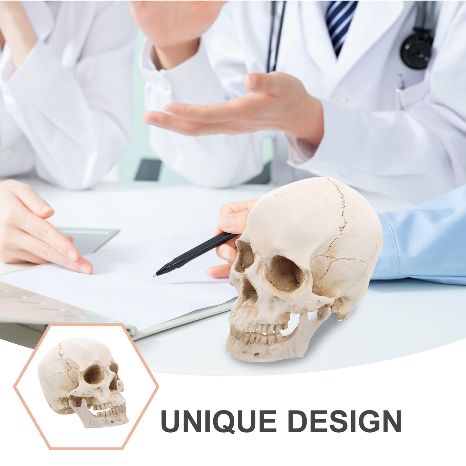 Modello Di Cranio Umano 1:2 - 15 Parti Staccabili - Realistico Per Studio, Insegnamento E Decorazione - 3