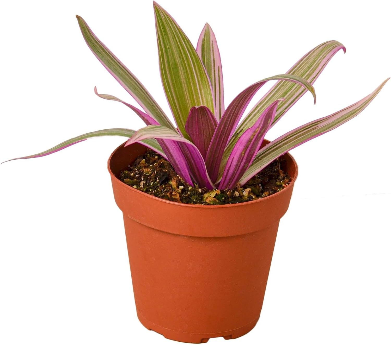 Oyster Plant 'Moses in The Cradle' | Live Plant for Indoor & Outdoor | for Living Room, Office, Bathroom | (4" Pot)