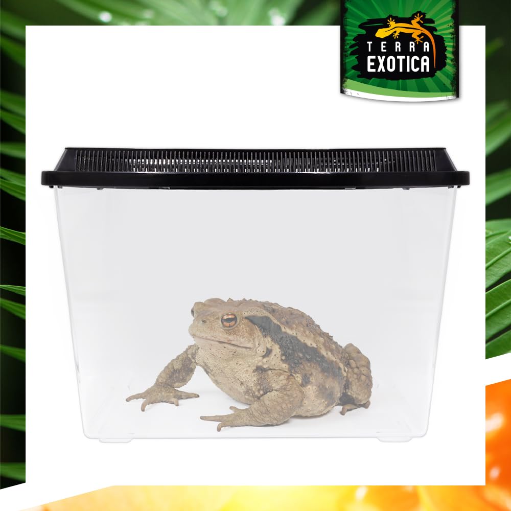 Terra Exotica Fauna Box Flat (Large, Small) oder Fauna Box High (Large, X-Large) - Transportbox für Reptilien, Amphibien,Mäuse - Kunststoffterrarium/Zuchtbox für Insekten (High, Extra-Large)