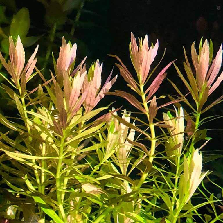 Maalavya Limnophila Aromatica Mini Live Aquarium Aquatic Plant (8 to 10 Stems) with Pot (B0BNBLWL59) Amazon Price History, Amazon Price Tracker
