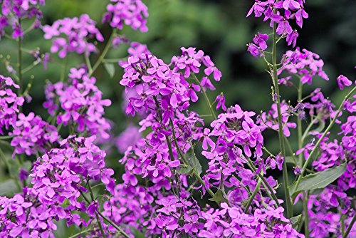 Grow Your Secret Garden Hesperis Seeds, Sweet Rocket
