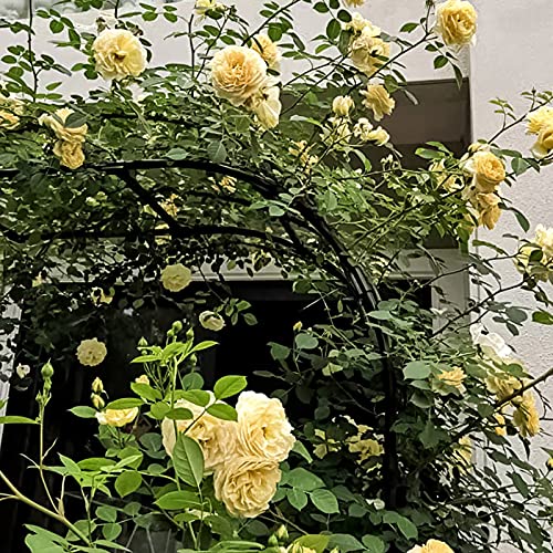 Tonnelle de mariage en métal et arche romantique pour une décoration de fête