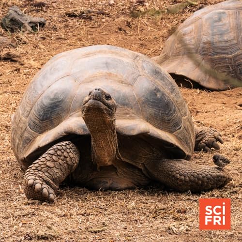 Slow Breaking News: A Giant Tortoise Revival