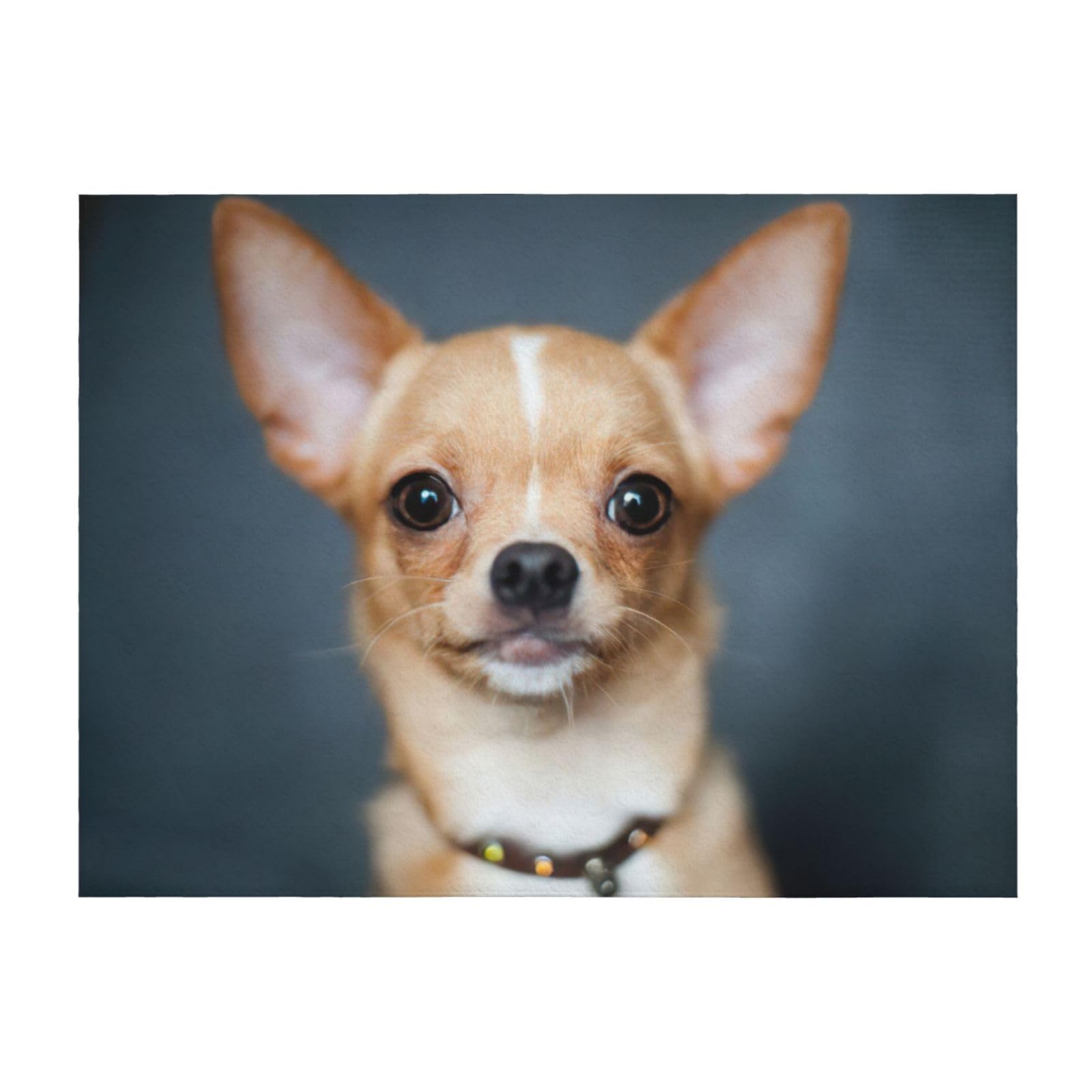 Couverture légère lit plaid chihuahua mignon toutes saisons pour canapé