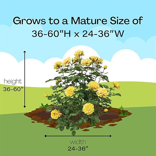 Miniatura 12 de s 2 Gal. Rise Up Ringo Escalando Rosa Arbusto